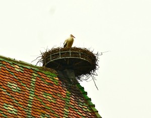Blog LfB2 stork in nest